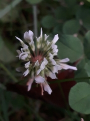 Trifolium repens