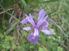 Moraea sisyrinchium