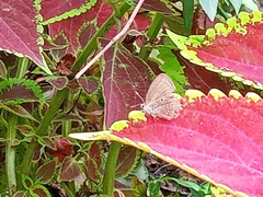 Polyommatinae