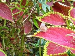 Polyommatinae