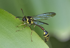Eustenogaster micans