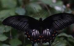 Papilio ascalaphus