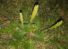 Plantago