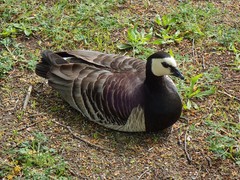 Branta leucopsis