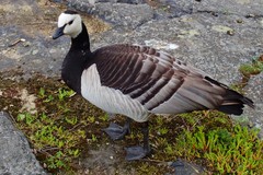 Branta leucopsis
