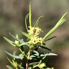 Pimelea microcephala microcephala