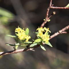 Pimelea microcephala microcephala