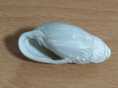 Ellobiidae