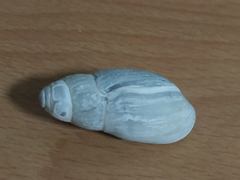 Ellobiidae