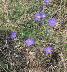 Giliastrum rigidulum