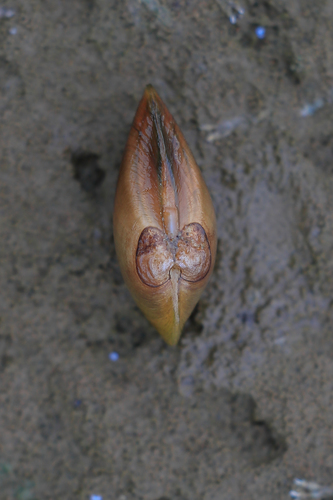 Swollen River-mussel