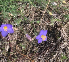 Giliastrum rigidulum