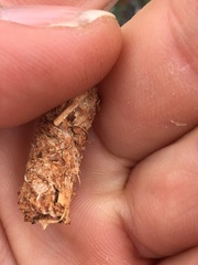 Canachites canadensis