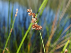 Sporadanthus interruptus