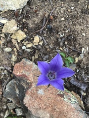 Campanula lasiocarpa
