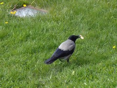 Corvus cornix
