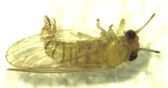 Cryptoneossa triangula