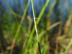 Sporadanthus interruptus