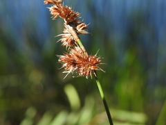 Sporadanthus interruptus