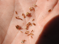 Sporadanthus interruptus