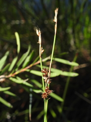 Sporadanthus interruptus