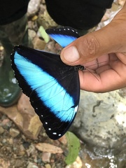 Morpho achilles