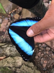 Morpho achilles