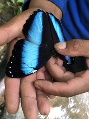 Morpho achilles