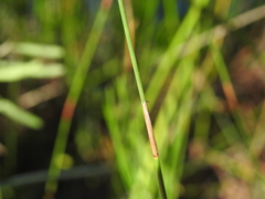 Sporadanthus interruptus