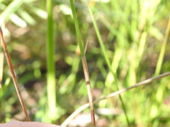 Sporadanthus interruptus