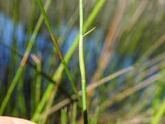 Sporadanthus interruptus