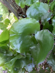 Hymenophyllum nephrophyllum