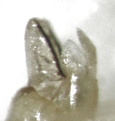 Cryptoneossa triangula