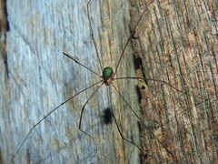 Leiobunum viridorsum