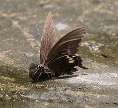 Papilio fuscus