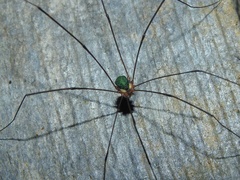 Leiobunum viridorsum