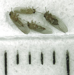 Cryptoneossa triangula