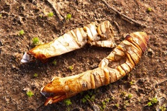 Abantiades atripalpis