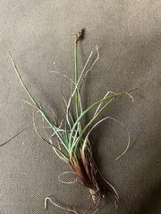 Carex rupestris