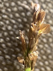 Carex rupestris