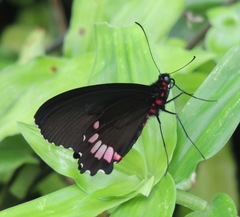 Parides erithalion
