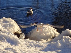 Chroicocephalus ridibundus