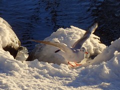 Chroicocephalus ridibundus