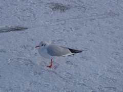 Chroicocephalus ridibundus