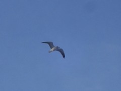 Larus