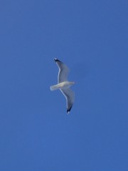 Larus