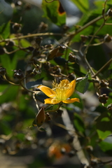 Mentzelia arborescens