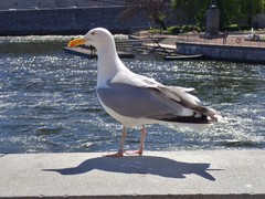 Larus argentatus