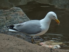 Larus argentatus