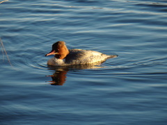 Mergus merganser